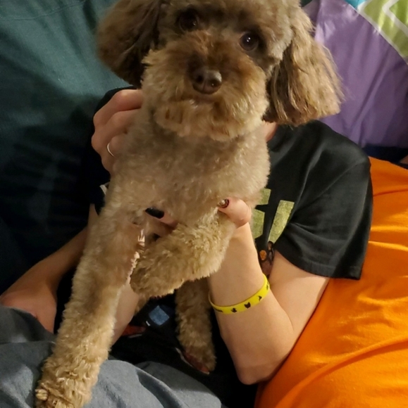 Meet your Posher, Shaylie - Picture 12 of 12